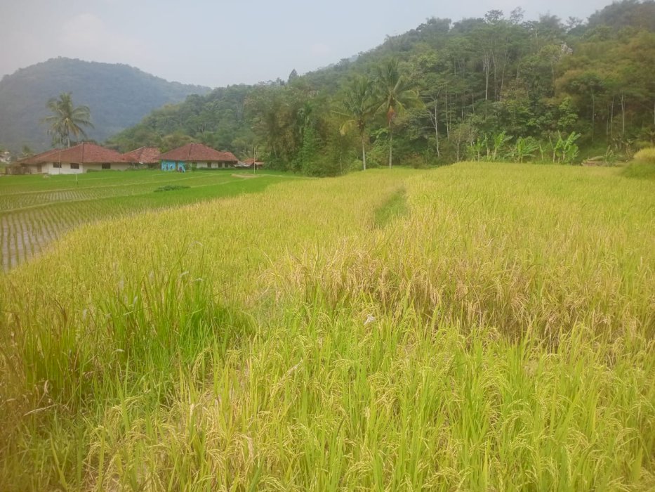 Di Jual Sawah Produktif Lokasi Wangunsari Sindang Kerta Bandung Barat