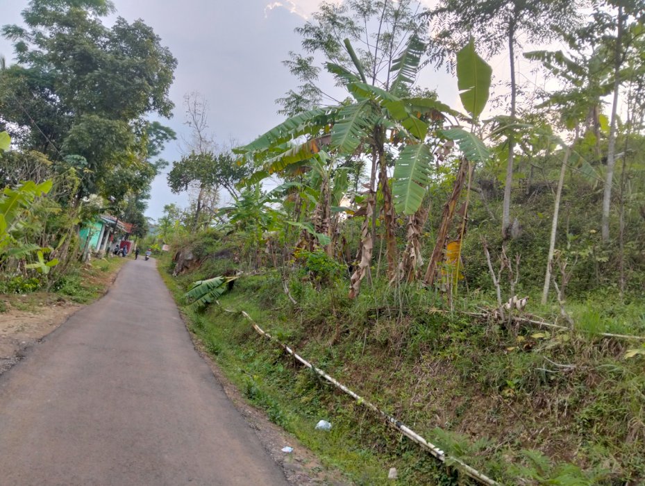 Jual cepat Tanah kebun 15ha CIPADA Padalarang dekat jl raya