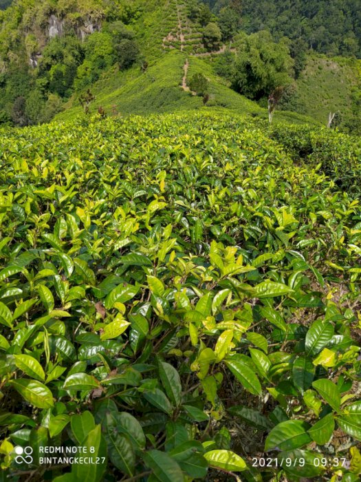 KEBUN TEH DAN AIR TERJUN BUAT WISATA 70ha