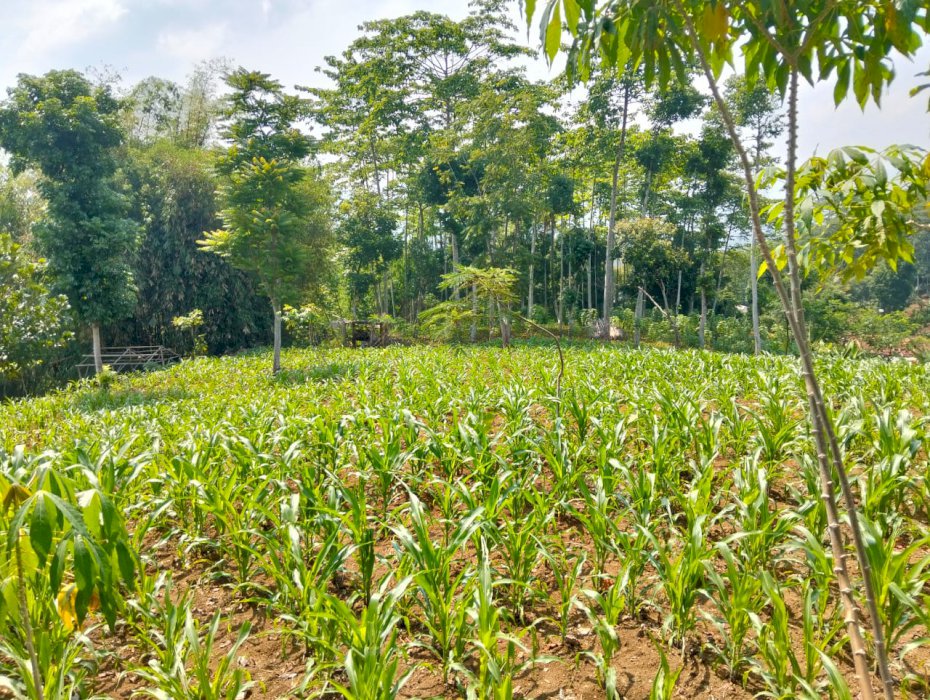 Jual murah kebun jagung akses mobil  dekat jl raya
