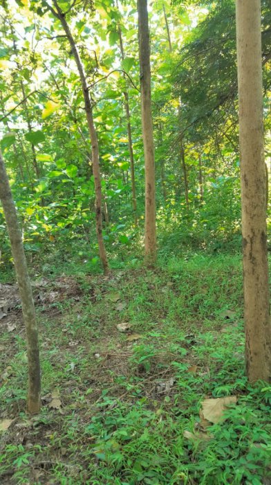 Jual Tanah Kering. Ds. Giripurno Kec. Kawedanan Kab. Magetan