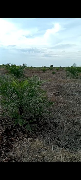 Jual tanah 3 hektar sudah di tanam sawit satu tahun