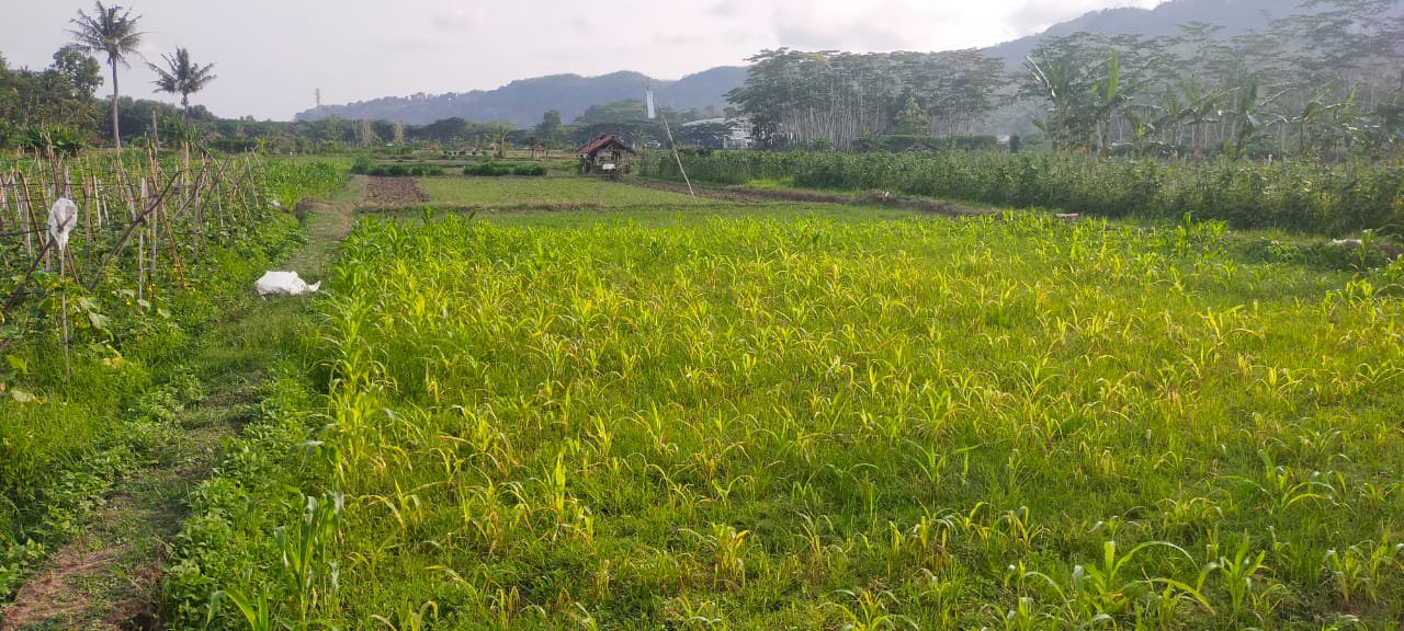 Sawah subur, Pacitan Kota