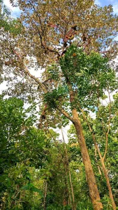 Tanah kebun pribadi jln masuk mobil