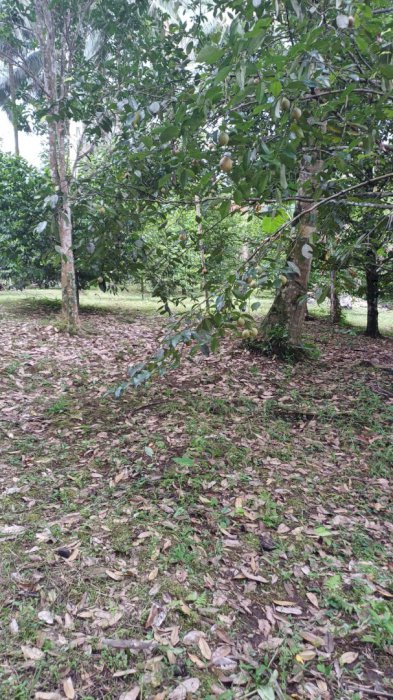 Dijual Tanah/kebun Sudah ada isi pohon Pala, buah-bauhan dan lai ²