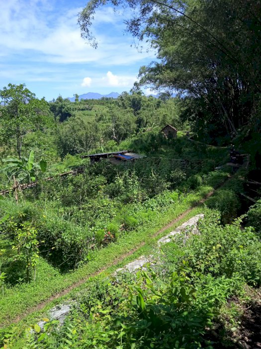 TANAH KEBUN DUSUN NGUDI TAWANG ARGO KARANG PLOSO