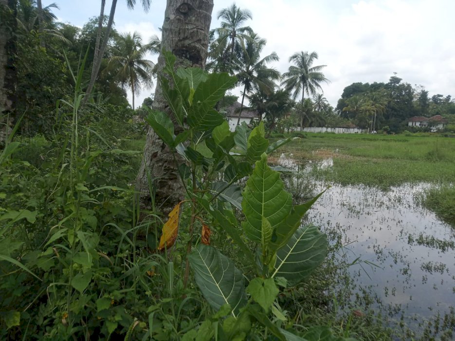 Dijual tanah berbent