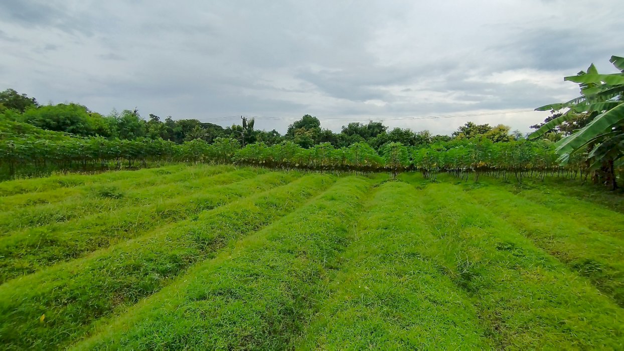 Dijual cepat tanah di Jembrana  (BUC)