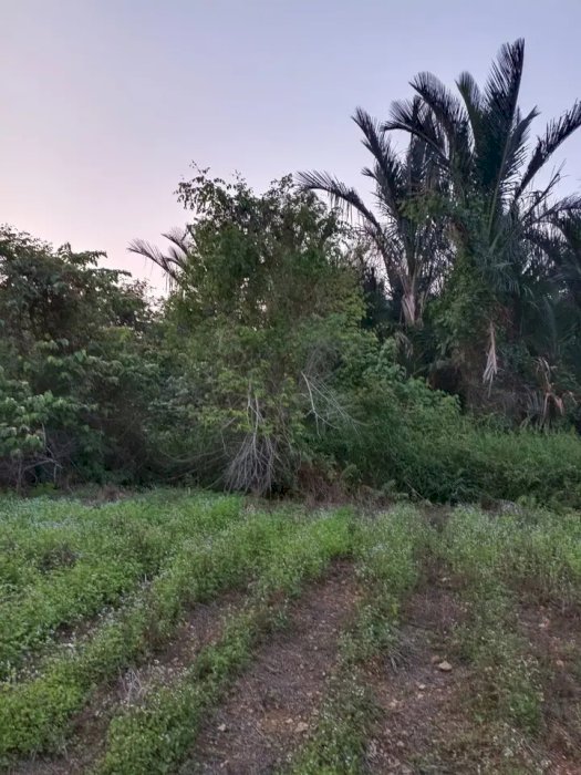DI JUAL TANAH DI PAGARAWAN BANGKA BELITUNG LOKASI STRATEGIS.