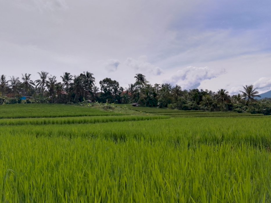 Di jual tanah bekas sawah dengan view gunung sangat cocok untuk villa
