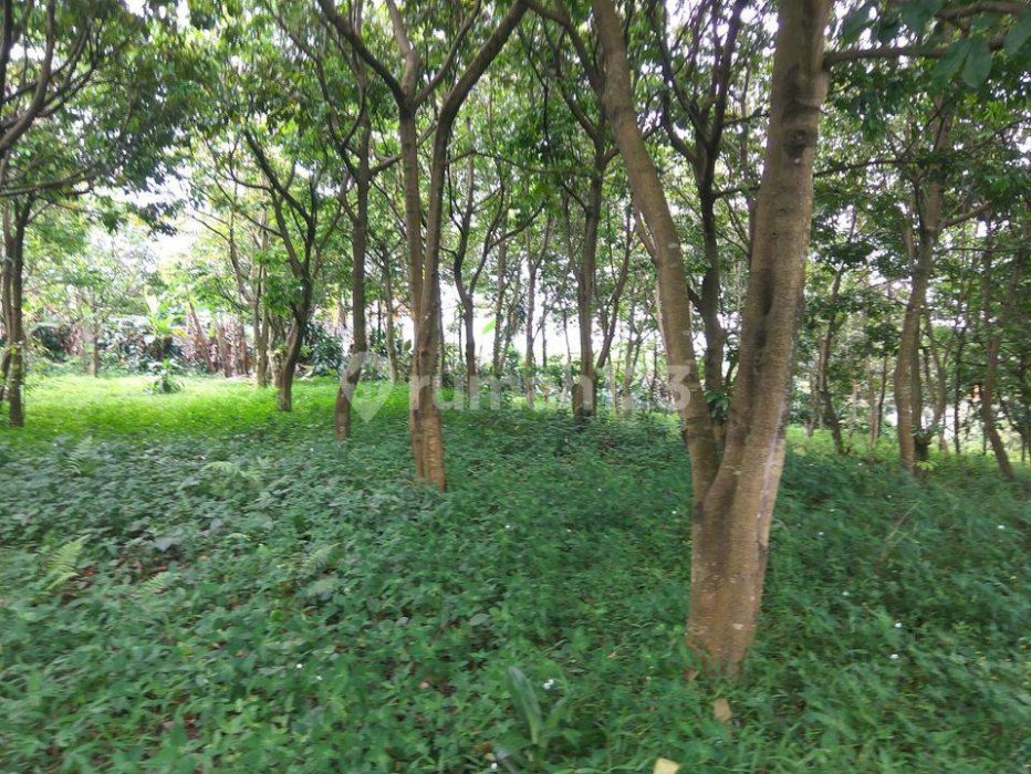 Tanah Dekat Sentul City , Cijayanti , Bogor