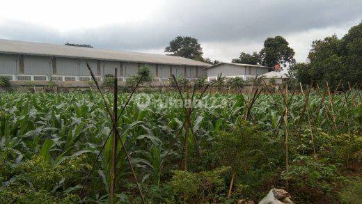 Dijual Tanah: TANAH CIBINONG BOGOR