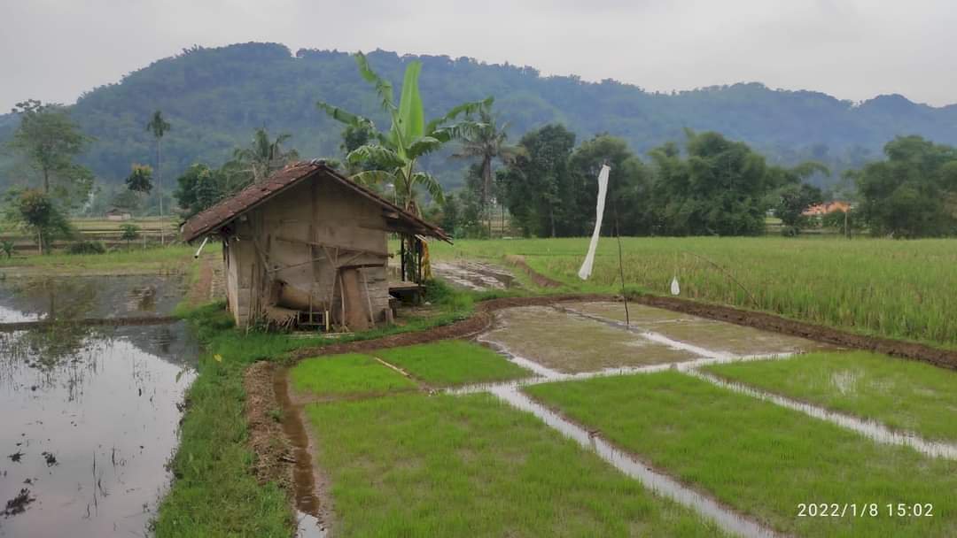 Dijual Tanah Sawah Untuk Investasi Jangka Panjang di Sumedang