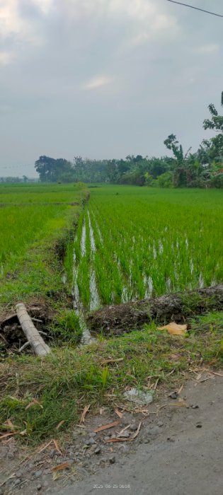 Tanah sawah erep aspal