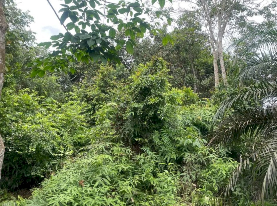 Tanah kosong 65jt perhektar sebanyak 5 hektar APL bisa sertipikat
