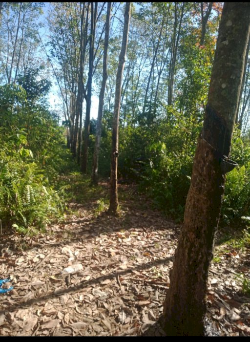 Investasi kebun jangka panjang