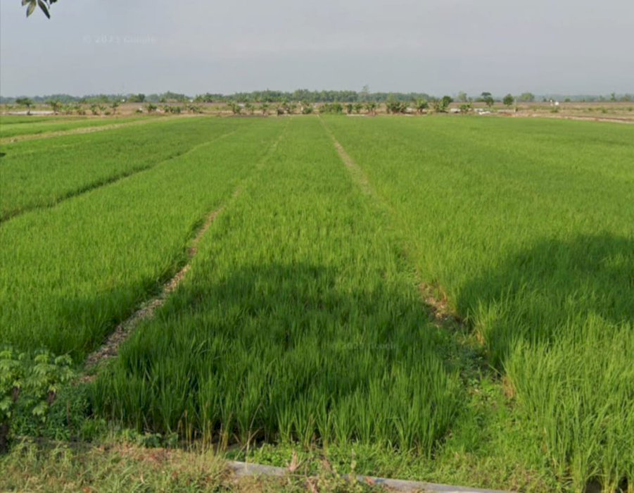 Dijual Tanah/Sawah lokasi strategis di Jl.Raya bagor