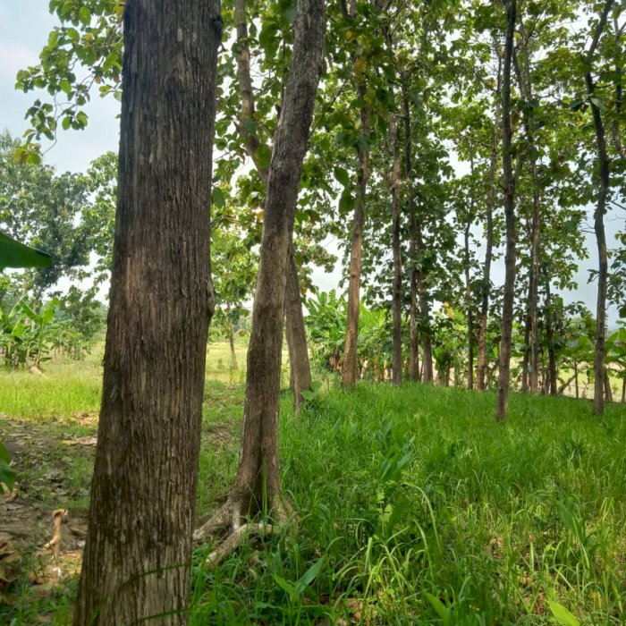 Di jual tanah lokasi strategis di Desa Tirem Grobogan