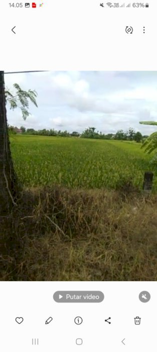 Jual Sawah BU SHM. Jln Pramuka Ring Road Btl LD 7 LT 313 Hrg 2.5 jt/mt