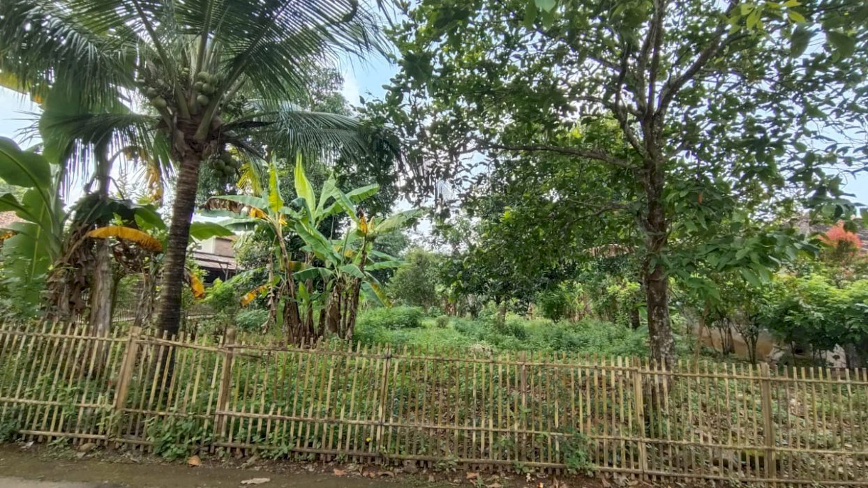 Di jual tanah murah dan strategis di Jambu Mlonggo Jepara