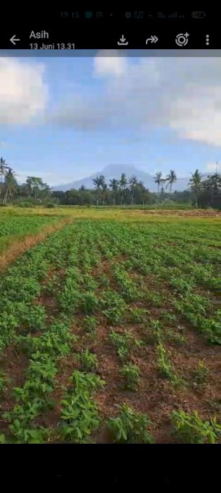 DIJUAL LAHAN SAWAH SHM DI BANYUWANGI-COCOK UNTUK INVESTASI!