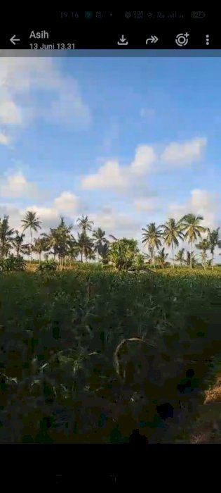 DIJUAL SAWAH SHM LUAS STRATEGIS  BANYUWANGI