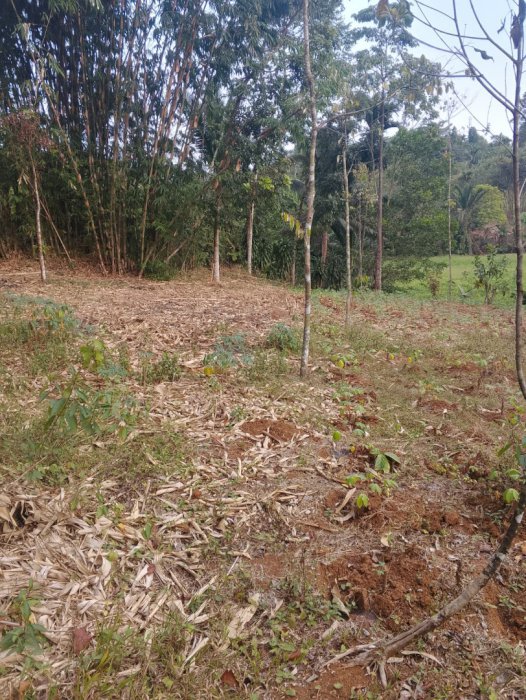 DIJUAL TANAH PERKEBUNAN DI KABUPATEN PANDEGLANG, BANTEN!