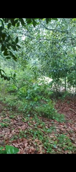 JUAL BU CEPAT! Lahan Komersial 5.821m² dekat Kawasan BYD Subang