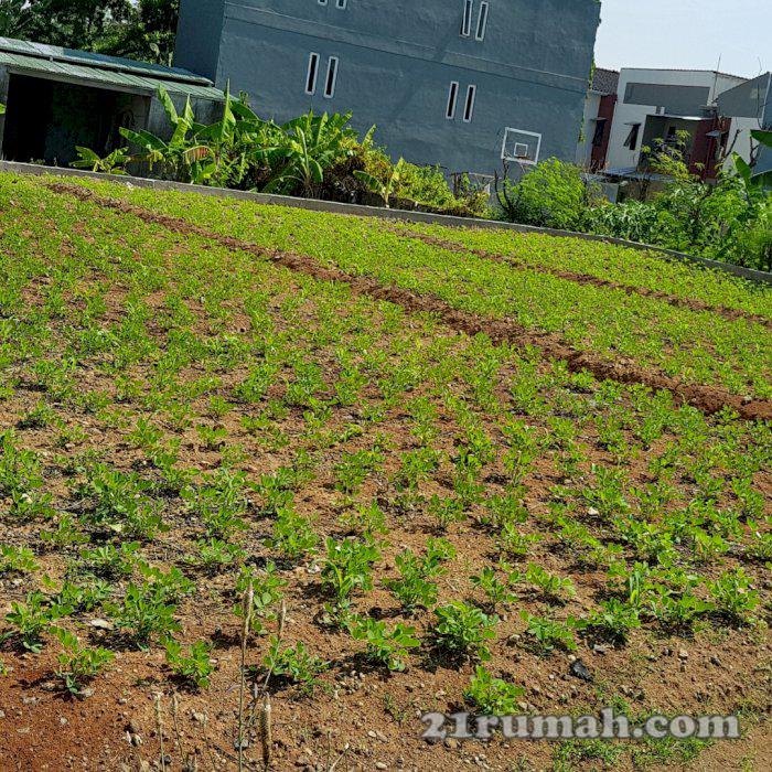 Tanah di belakang Rusunawa undip 