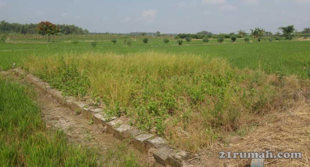 Tanah kavling dungus lor cerme gresik