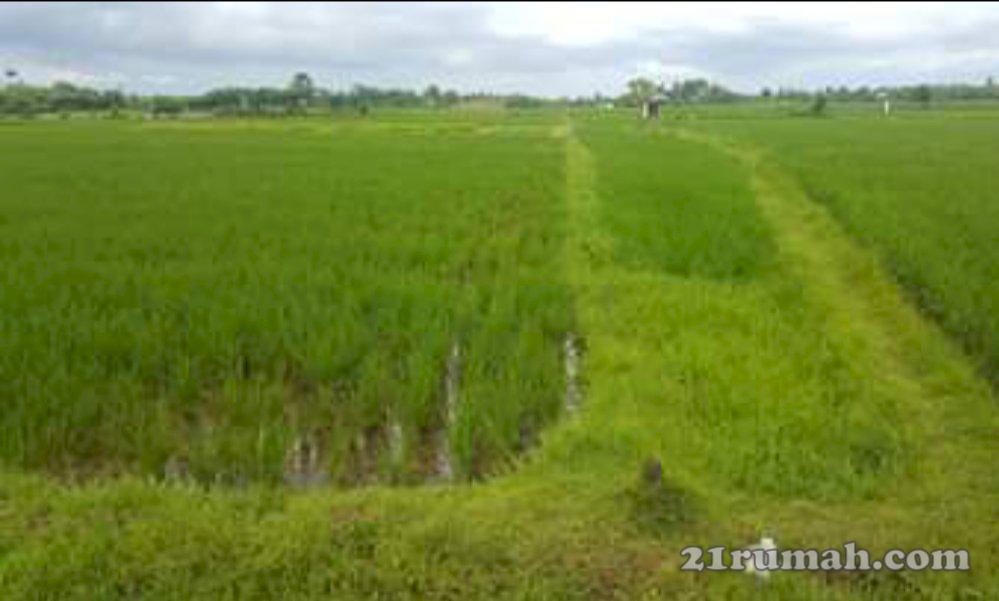 Dijual Tanah Sawah di Jembrana Bali