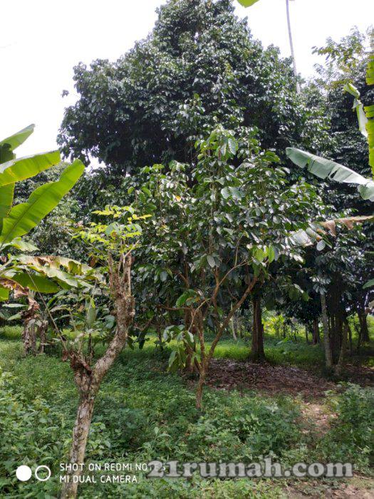 Jual tanah di desa bandar sinemba