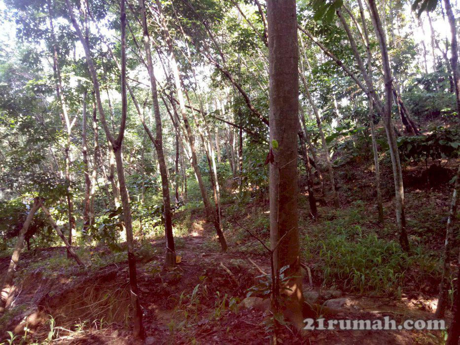 Kebun karet  di jual murah 