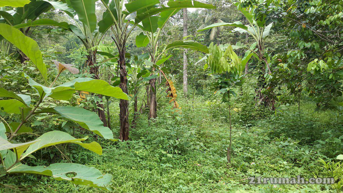 Di jual tanah atau kebun murah