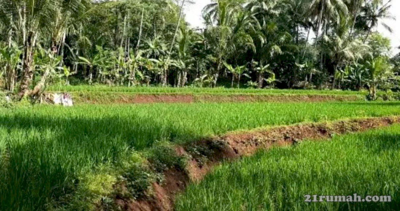  Dijual Sawah Cianjur Cikalongkulon (Majalaya), 7186M