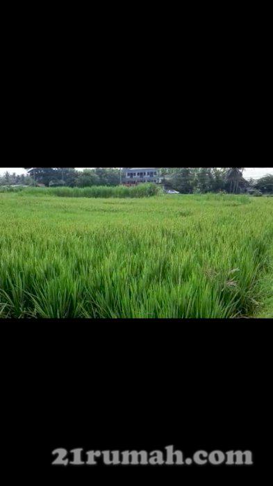 Sawah strategis,bersebelahan sama hotel besar