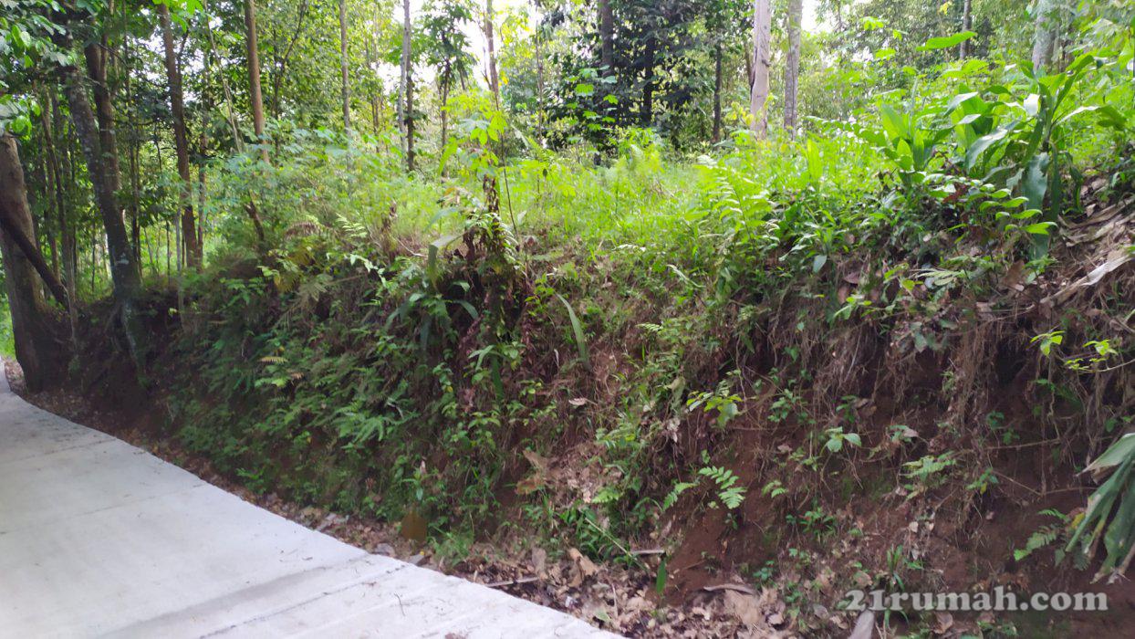 kebun dekat kp domba pandeglang