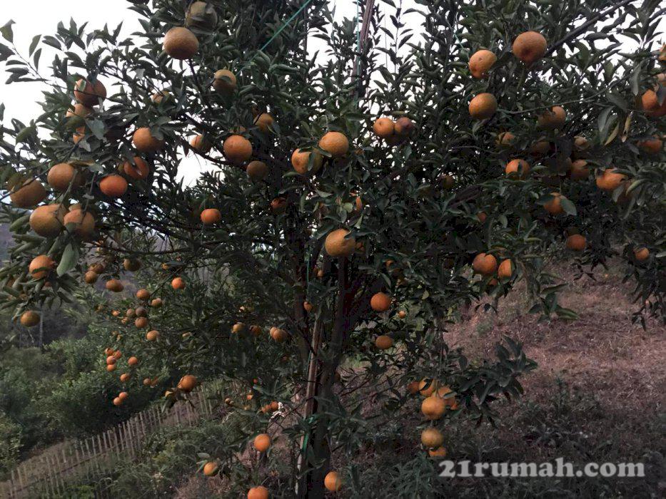Kebun jeruk produktif luas dan murah di dau malang