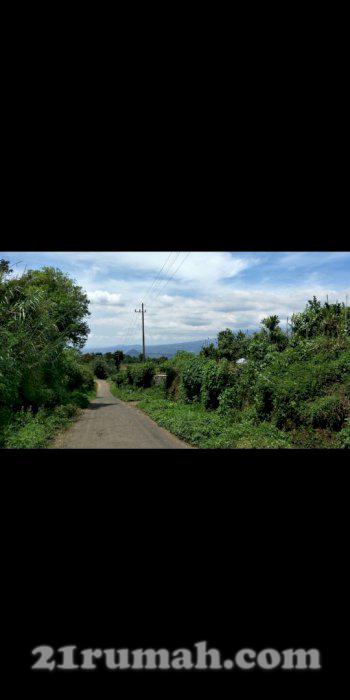 Kebun alpukat luas dan murah di kota batu