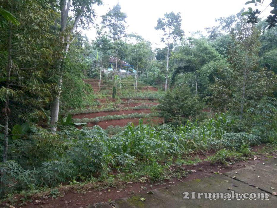 Jual tanah kebun duren di jumantono