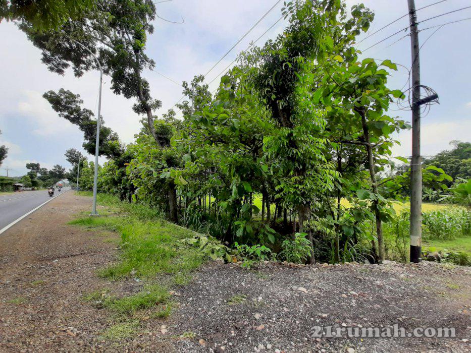 Dijual Tanah Pinggir Jalan Raya Caruban