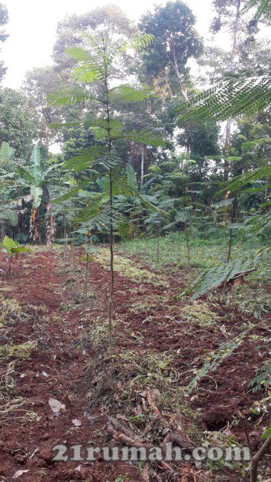 Jual tanah untuk bisnis perkebunan bisa buat ternak