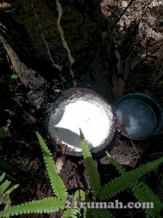 Tanah dan kebun sdh siap panen 