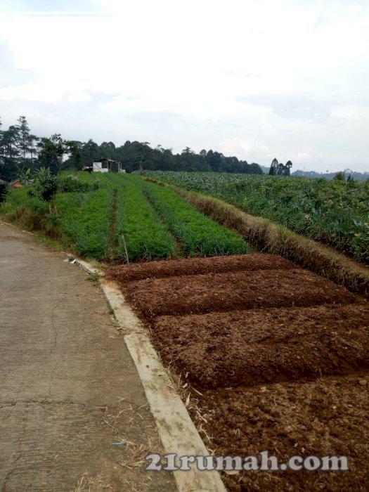 Tanah Cipanas Raya Puncak, 8.015 M2