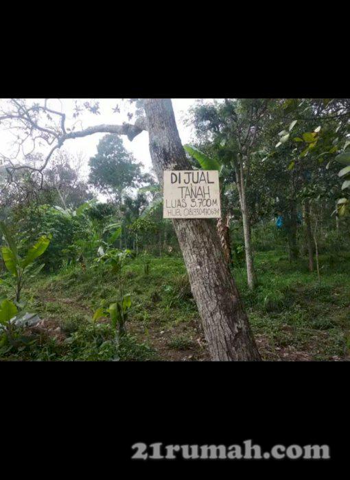 Jual tanah luas 3.700 meter persegi di kawasan resort Kaliandra-Prigen