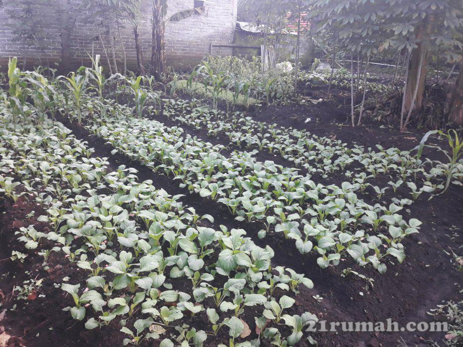 Jual murah tanah L 140 m2 jl Bantargedang Dekat kantor KBB Padalarang 