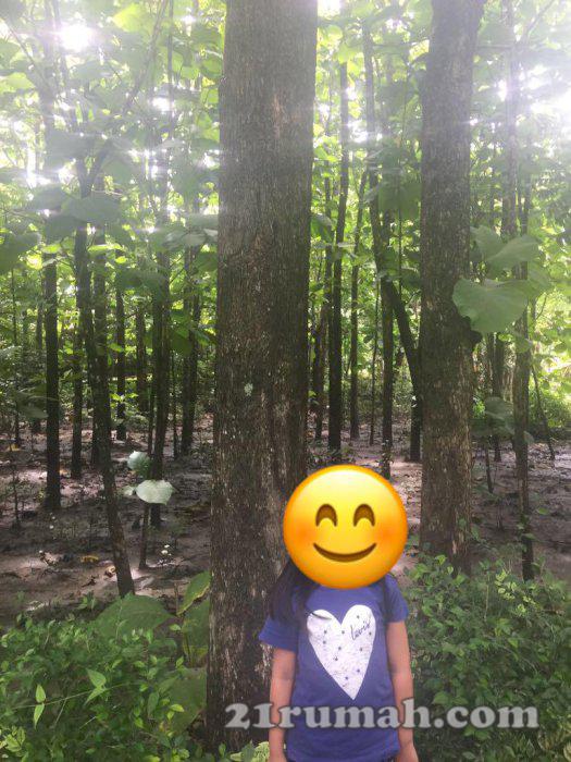 jual tanah include pohon jati >15 tahun