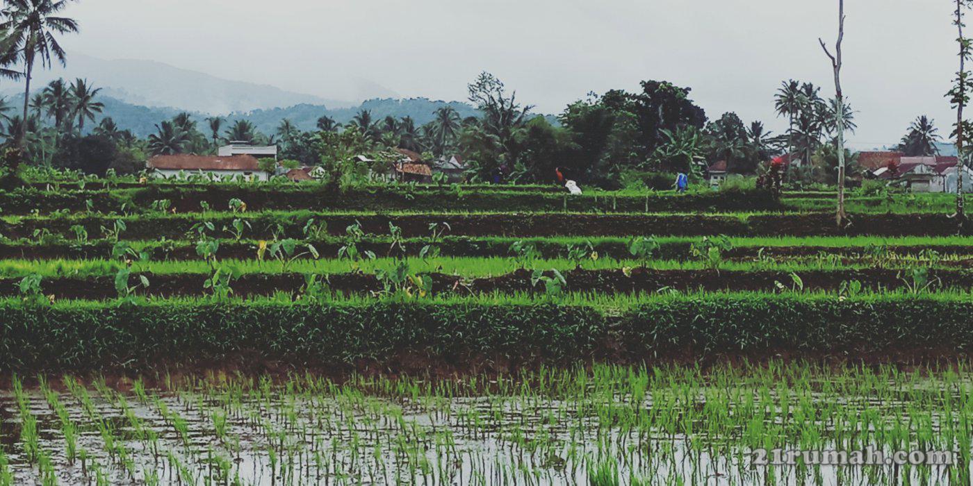 Jual sawah gunung cupu sindangkasih
