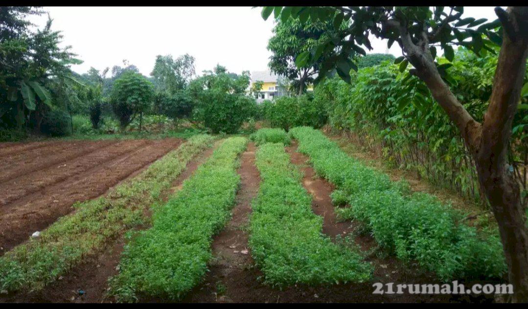 Bagus untuk investasi kedepannya , Di jamin gak akan rugi