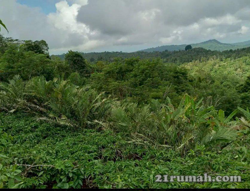 Di Jual  Cepat Tanah Perkebunan